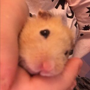 Meet your Posher, Kayli